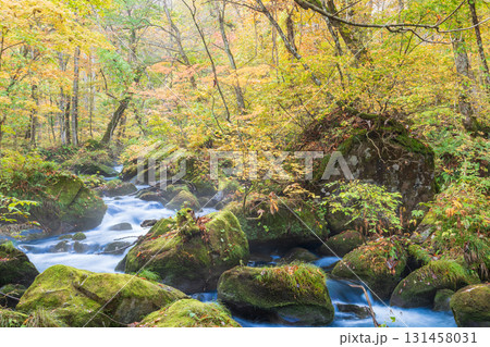 「青森県」紅葉の奥入瀬渓流　十和田市 131458031