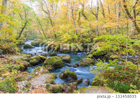 「青森県」紅葉の奥入瀬渓流　十和田市 131458035