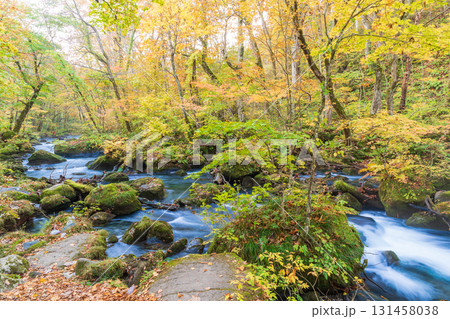 「青森県」紅葉の奥入瀬渓流　十和田市 131458038