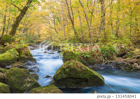 「青森県」紅葉の奥入瀬渓流　十和田市 131458041