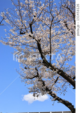 青空と満開の桜 青空と満開の桜 131458126