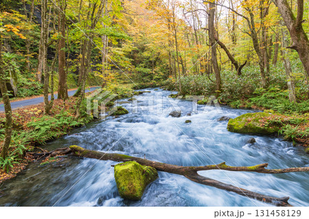 「青森県」紅葉の奥入瀬渓流 十和田市 「青森県」紅葉の奥入瀬渓流 十和田市 131458129