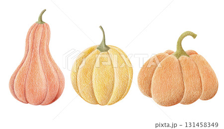 Autumn pumpkins illustration for fall harvest season, Thanksgiving day and Halloween 131458349
