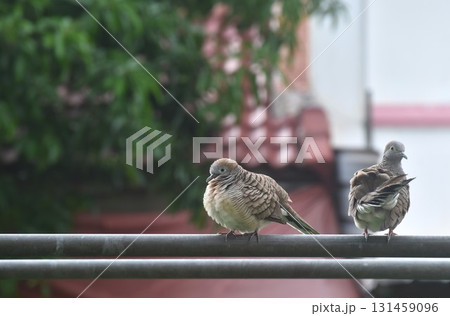 couple red collared dove hanging on iron pipe and preening feather in sky background  couple red collared dove hanging on iron pipe and preening feather in sky background  131459096