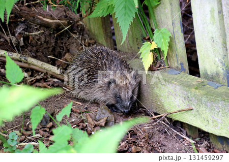 Hedgehog in the Corner of an Unkempt Urban Garden Hedgehog in the Corner of an Unkempt Urban Garden 131459297