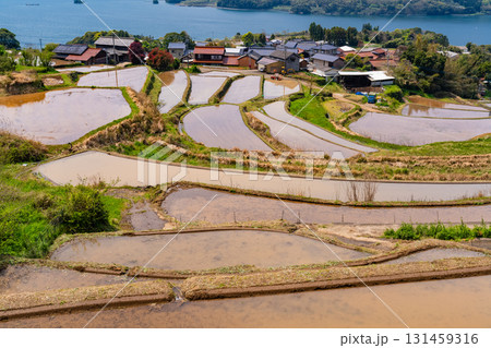 《佐賀県》瓜ケ坂の棚田・伊万里湾をのぞむ田園風景 《佐賀県》瓜ケ坂の棚田・伊万里湾をのぞむ田園風景 131459316