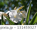 キョウチクトウ 131459327