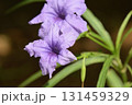 ルエリア・スクアローサ 131459329