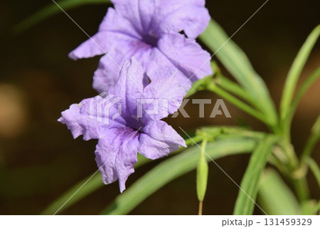 ルエリア・スクアローサ ルエリア・スクアローサ 131459329