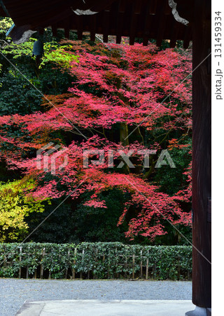 秋の紅葉に染まる泉涌寺 131459334
