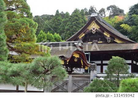 秋の紅葉に染まる泉涌寺 131459342
