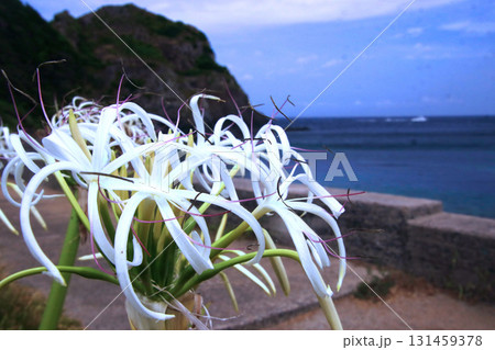 海岸に咲く白いハマユウの花 海岸に咲く白いハマユウの花 131459378