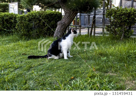 日本の公園のんびり猫 131459431