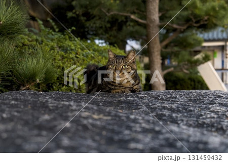 自然と野良猫 131459432
