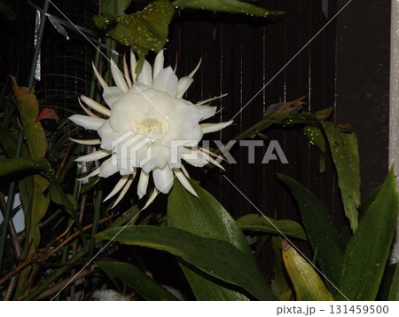 一晩しか楽しめない白い大きい月下美人の花 131459500