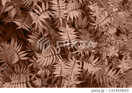Foliage pattern fills frame with fine serrated leaves and berry clusters in mocha mouse palette 131459603