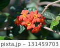 ベニマツリ 131459703