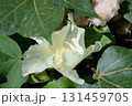 ワタ 131459705