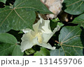 ワタ 131459706