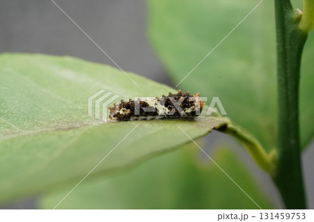 レモンの木についたナミアゲハの幼虫 131459753