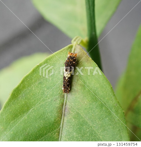 レモンの木についたナミアゲハの幼虫 レモンの木についたナミアゲハの幼虫 131459754