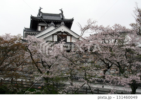 福知山城の桜(昇竜橋側より) 福知山城の桜(昇竜橋側より) 131460049