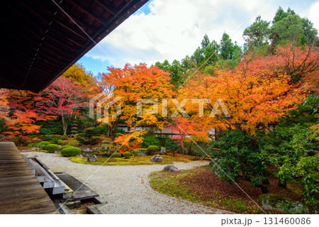 御寺　泉涌寺の御座所庭園の紅葉 131460086