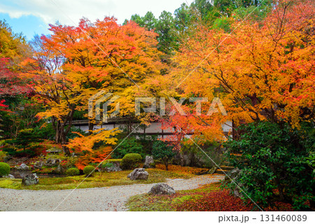 御寺　泉涌寺の御座所庭園の紅葉 131460089