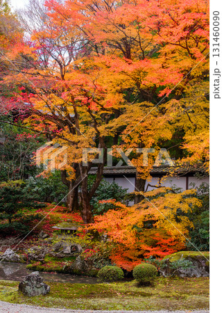 御寺　泉涌寺の御座所庭園の紅葉 131460090