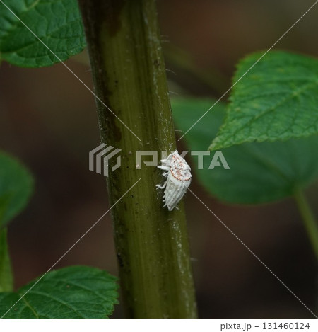 イセリアカイガラムシ イセリアカイガラムシ 131460124