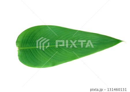 Tropical Green Leaf of Hardy Water Canna (Thalia dealbata) Plant 131460131