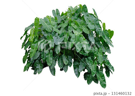 The Philodendron Burle Marx plant The Philodendron Burle Marx plant 131460132