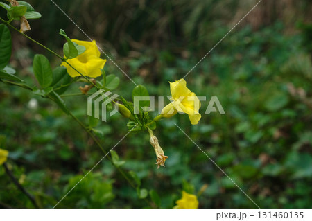Rukaththana flower 131460135