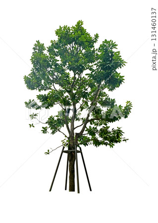 Shorea roxburghii G.Don ,( Dipterocarpaceae ) tree 131460137
