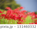 彼岸花 131460332