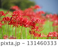 彼岸花 131460333