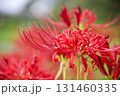 彼岸花 131460335