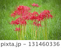 彼岸花 131460336