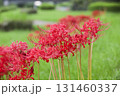 彼岸花 131460337