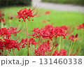 彼岸花 131460338