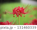 彼岸花 131460339