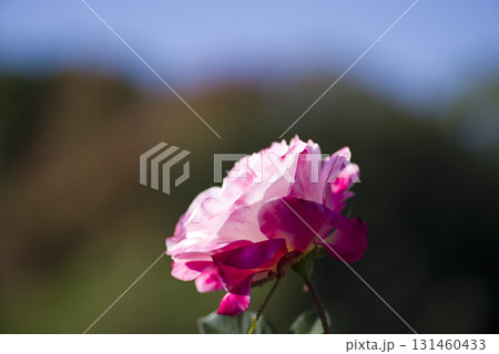 薔薇園にピンク色と白色の薔薇の花が咲いています。このバラの名前はディスティニィ（Destiny)です 131460433