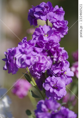 紫色のストックの花が咲いています。学名はMatthiola incanaです。 131460521