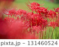 彼岸花 131460524