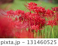彼岸花 131460525