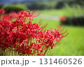 彼岸花 131460526