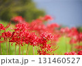 彼岸花 131460527