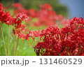 彼岸花 131460529