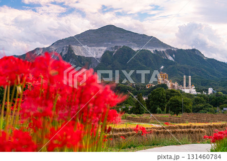 《埼玉県》秋の秩父・夕暮れの寺坂棚田 131460784