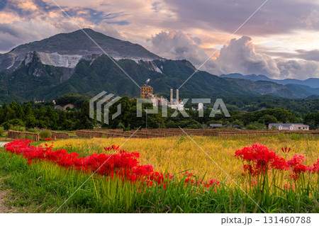 《埼玉県》秋の秩父・夕暮れの寺坂棚田 131460788